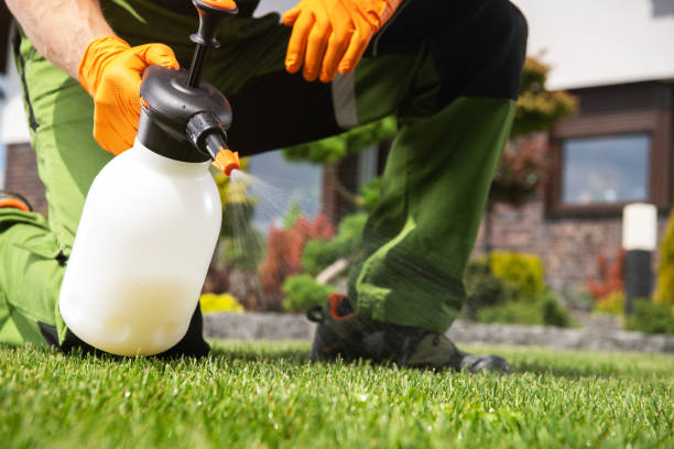 Wasp Removal Services in Northwood, IA