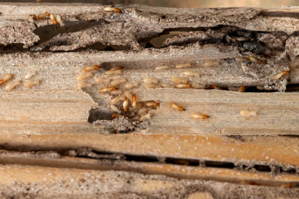 Best Exterminator Services  in Northwood, IA