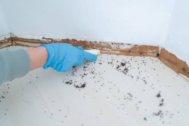 Best Pest Prevention Services  in Northwood, IA